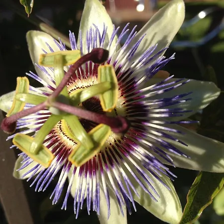 Rural Robles Country house Jarandilla de la Vera