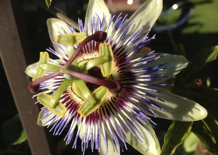 Rural Robles Casa rural Jarandilla de la Vera