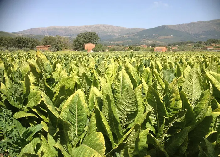 Rural Robles Casa rural *